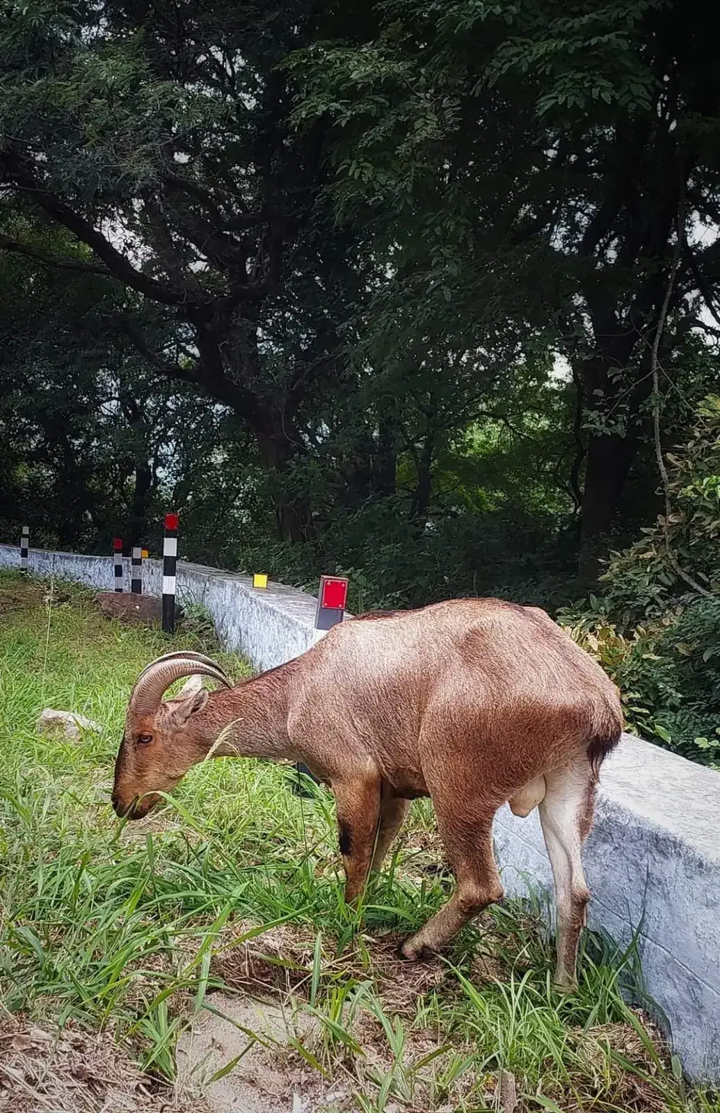 Kodaikanal Gallery